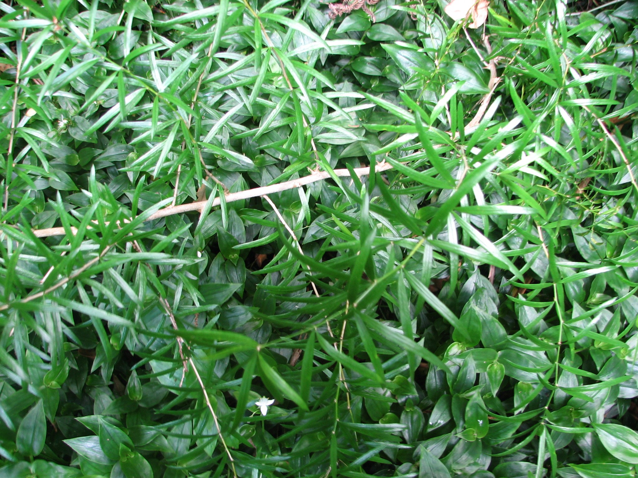 Представитель Семейства Adelanthaceae